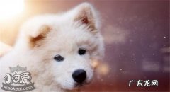雪橇三傻是哪三种狗狗 雪橇三傻是哪三种狗