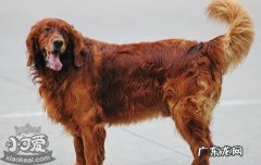 爱尔兰雪达犬图片 爱尔兰雪达犬发情怎么办