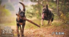 什么狗适合做警犬? 不适合做警犬的狗有哪些