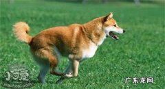 柴田犬和秋田犬的区别 柴犬和秋田犬的区别是什么