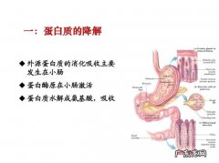 蛋白质初步消化成什么