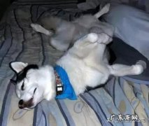 狗狗喜欢在我身边睡觉说明什么 当你有哪些特征时，狗狗就喜欢睡你身边