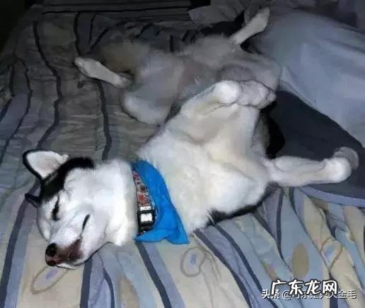 狗狗喜欢在我身边睡觉说明什么 当你有哪些特征时,狗狗就喜欢睡你身边