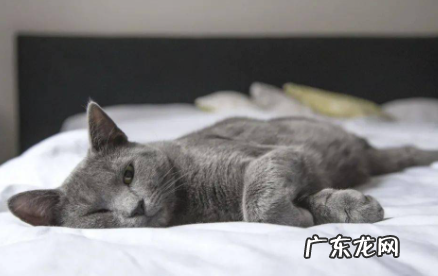 猫鼻子湿的正常吗 猫鼻子湿润正常吗