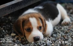 小狗临死前有什么预兆 狗临死前的征兆
