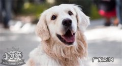 金毛犬的优缺点及性格 金毛犬的5大缺点