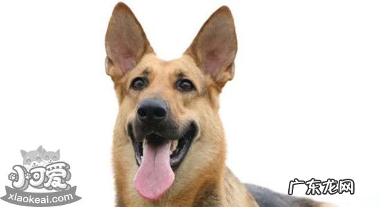 昆明犬的缺点 为什么养昆明犬的不多