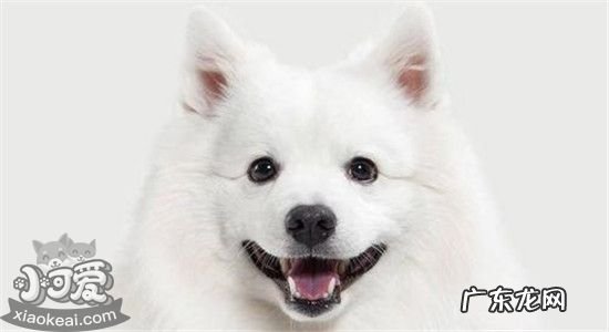 萨摩耶的优点和缺点 萨摩耶有什么缺点