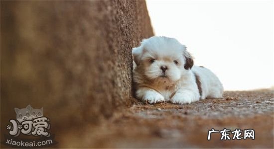 狗埋在土里多久会腐烂 狗狗埋在土里多久腐烂