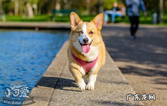柯基好养吗,柴犬优缺点分析 柯基好养吗