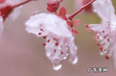 2023年入梅和出梅时间 入梅出梅时间怎么定的