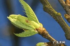 梅雨季节2023什么时间入梅 梅雨季节是几月