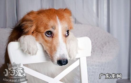 金毛会生气吗 金毛生气的表现