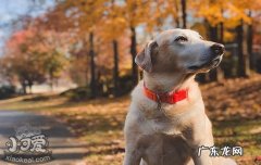 大型犬适合家养的 家养大型犬养什么合适
