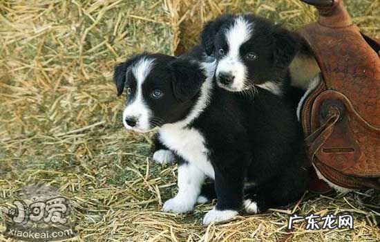 黑白狗起什么名字好 好听好记的黑白狗名字
