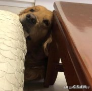 都说狗的智商相当于儿童，那么它从小跟随人类并长大，是否它能听懂人话仅不会说而已