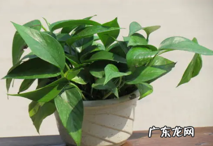 绿萝多少度要放室内 冬天养绿萝室内保持多少度合适