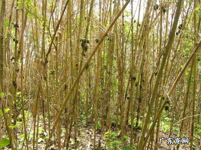 竹子开花就要搬家 老话说“竹子开花,马上搬家”,竹子开花为什么要搬家