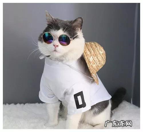 为什么越南人吃猫 越南一年吃掉400万只猫,中国吃货为何不吃