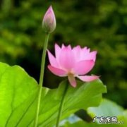 该不该让孩子养宠物 孩子养了宠物，没时间养，让你养，你会养吗
