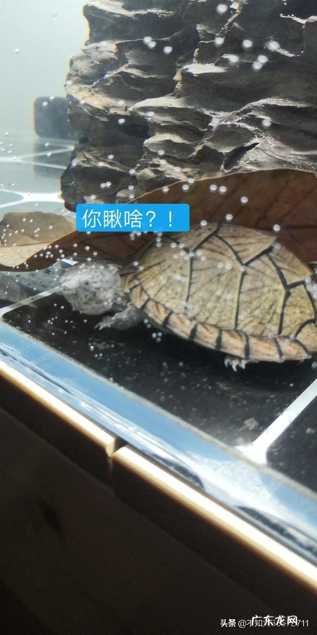 乌龟一直呆在水里不上晒台 什么样的乌龟可以长期在水中不用晒台