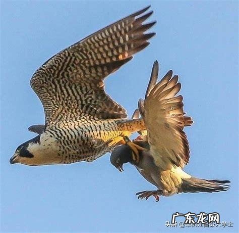 鸽子从头顶飞过表示 鸽子为什么要在天空中翻跟头,是为了显示自己吗