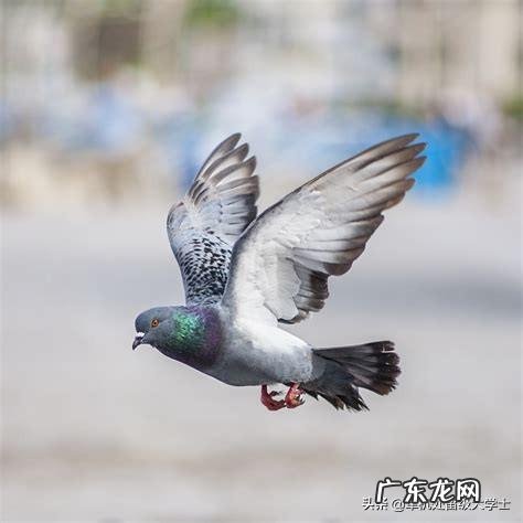 鸽子从头顶飞过表示 鸽子为什么要在天空中翻跟头,是为了显示自己吗