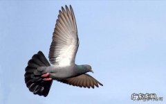 鸽子从头顶飞过表示 鸽子为什么要在天空中翻跟头，是为了显示自己吗