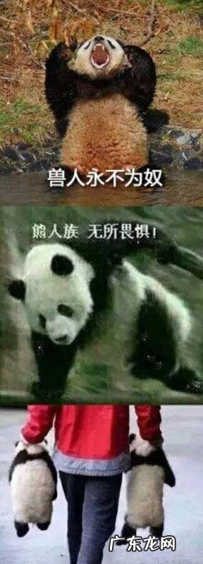 狗和什么动物相合 狗是不是最和其它动物合得来的一种动物