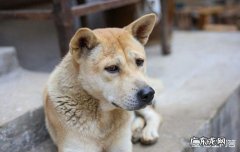 狗狗喜欢流浪还是圈养 狗狗其实是更想流浪，还是被养着