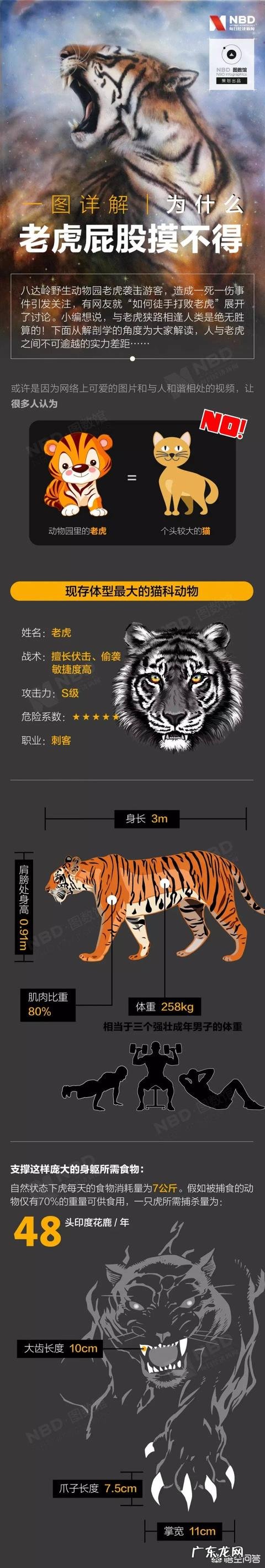 一只东北虎可以打过几只狮子 你觉得狮子咬死一只东北虎需要多久