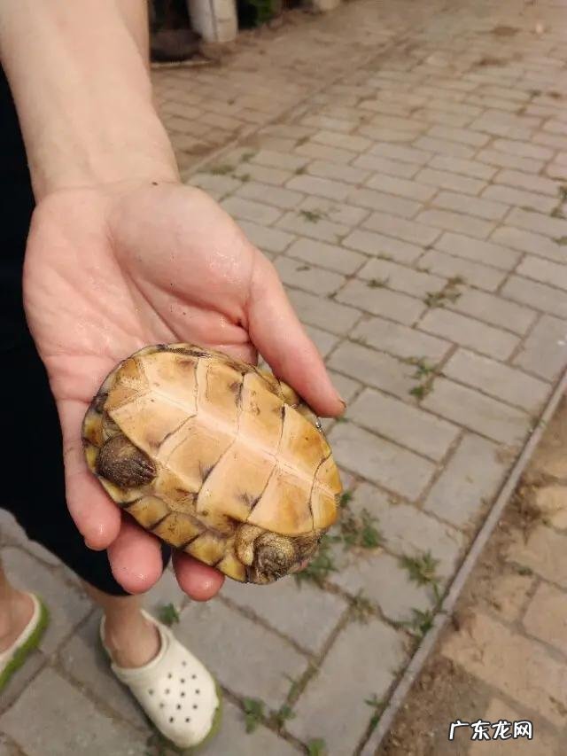 南宁最大的卖龟市场 在广西最近这几年养龟还有市场空间吗