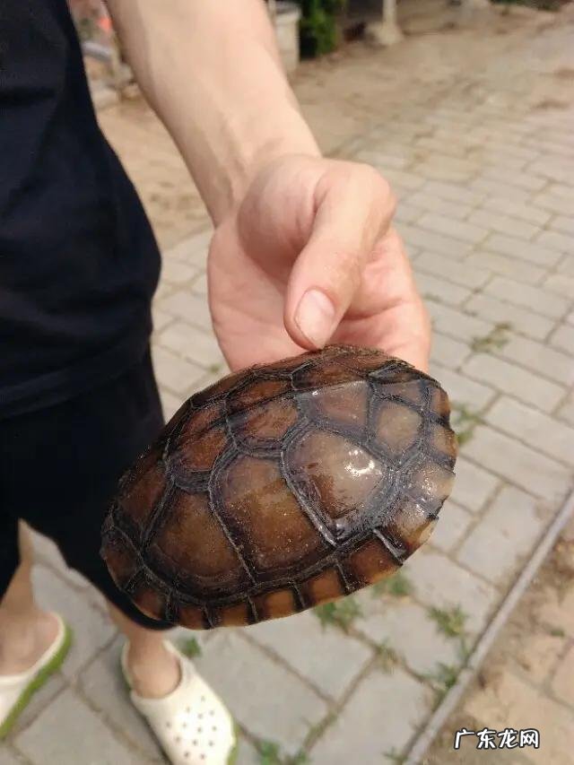 南宁最大的卖龟市场 在广西最近这几年养龟还有市场空间吗