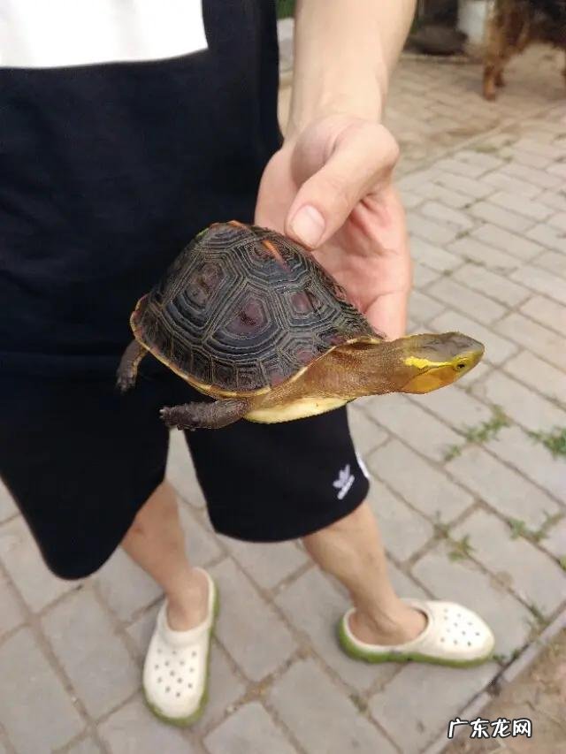 南宁最大的卖龟市场 在广西最近这几年养龟还有市场空间吗