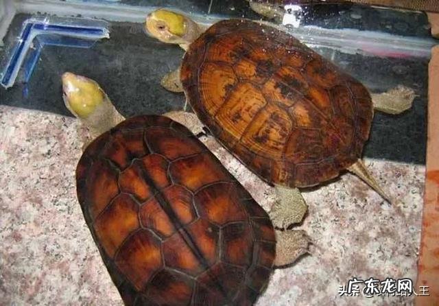 南宁最大的卖龟市场 在广西最近这几年养龟还有市场空间吗