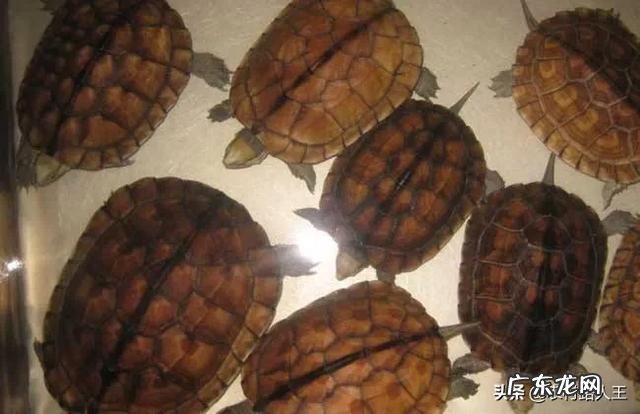 南宁最大的卖龟市场 在广西最近这几年养龟还有市场空间吗