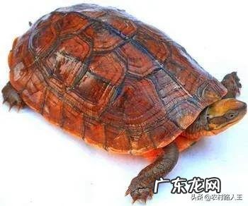 南宁最大的卖龟市场 在广西最近这几年养龟还有市场空间吗