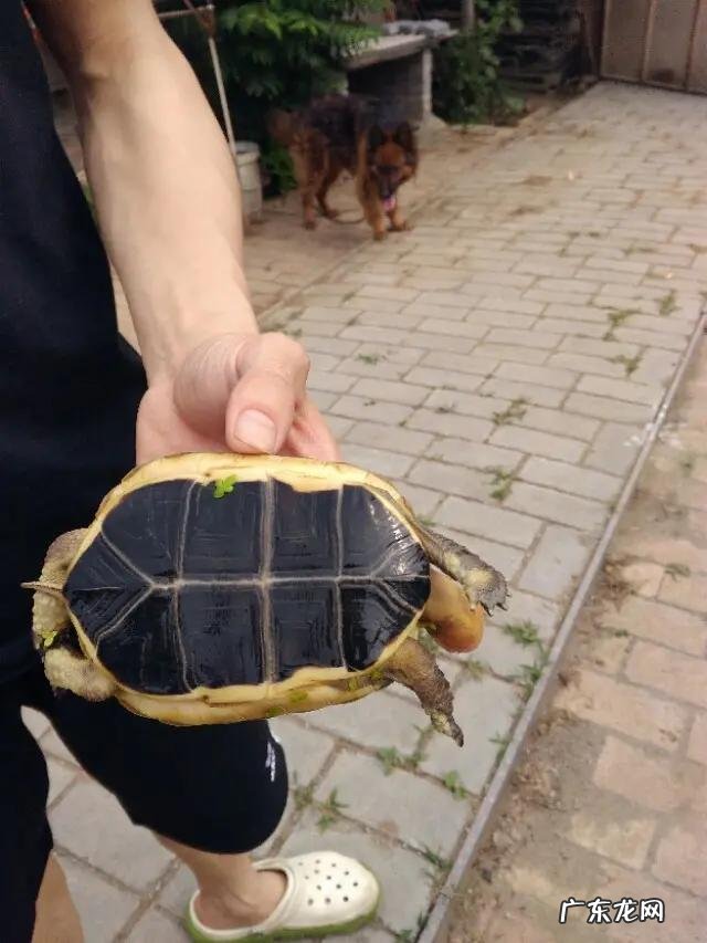 南宁最大的卖龟市场 在广西最近这几年养龟还有市场空间吗