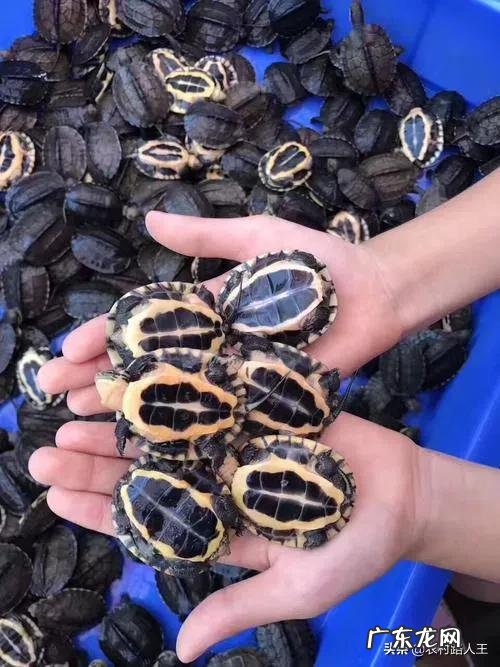 南宁最大的卖龟市场 在广西最近这几年养龟还有市场空间吗