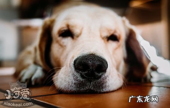 小狗判断以后体型大小看皮 小狗判断以后体型大小