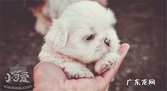 迷你型犬品种 迷你犬品种有哪些