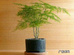 文竹的气味是什么味道