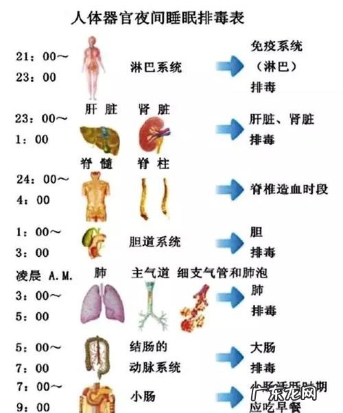凌晨1点到3点是什么排毒时间?是肝脏!