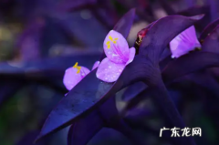 紫竹梅开过花之后用不用修剪 紫竹梅冬天可以修剪吗