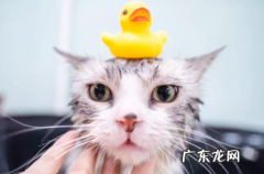猫咪鼻子打喷嚏是怎么回事 猫咪总打喷嚏是鼻炎吗