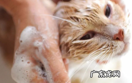猫咪洗了澡不吹会怎样 猫咪洗澡不吹干会有什么影响