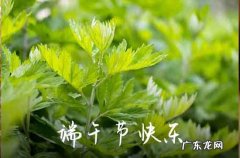 2023端午节手机祝福语10句