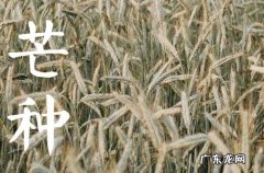 2023年芒种在什么时候几月几日