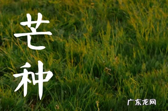 2023年芒种是多少号