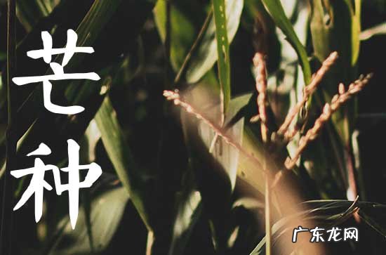 芒种一般是在阳历的几月